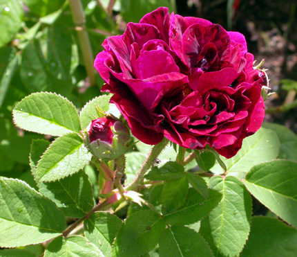 gallery_276_1637_22230.jpg