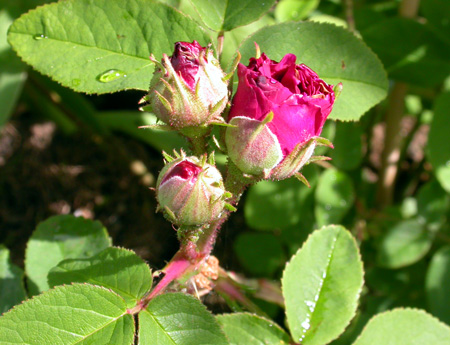gallery_276_1637_58430.jpg