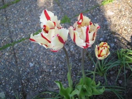 gallery_15433_2531_21905.jpg