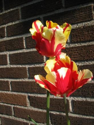 gallery_15433_2531_25814.jpg