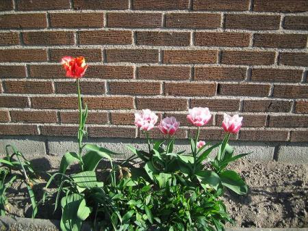 gallery_15433_2531_43571.jpg