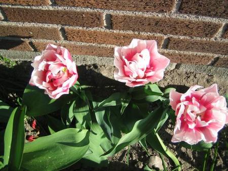 gallery_15433_2531_45310.jpg