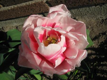 gallery_15433_2531_46364.jpg