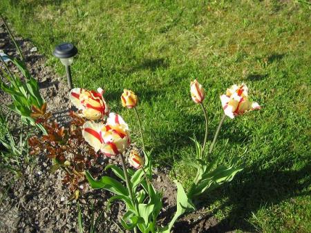 gallery_15433_2531_77595.jpg