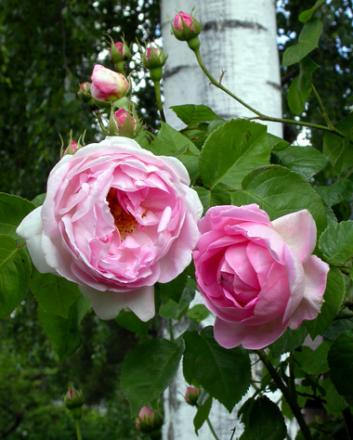 gallery_276_1247_64413.jpg