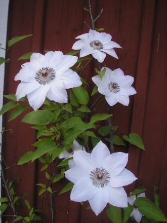 gallery_5783_2427_9306.jpg