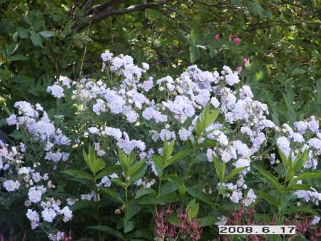 gallery_5956_2442_13928.jpg
