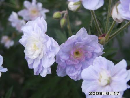 gallery_5956_2442_26802.jpg