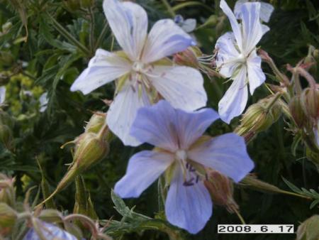 gallery_5956_2442_34329.jpg