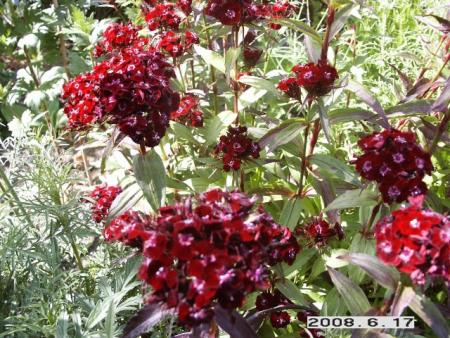gallery_5956_2442_68535.jpg