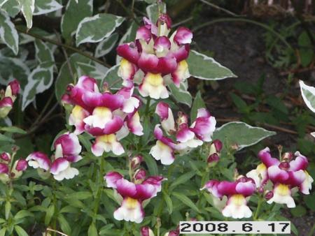 gallery_5956_2442_7978.jpg