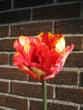 tn_gallery_15433_2531_11555.jpg