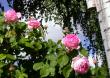 tn_gallery_276_1247_37473.jpg