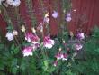 tn_gallery_5783_2427_26259.jpg