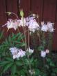 tn_gallery_5783_2427_425.jpg