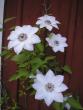 tn_gallery_5783_2427_9306.jpg