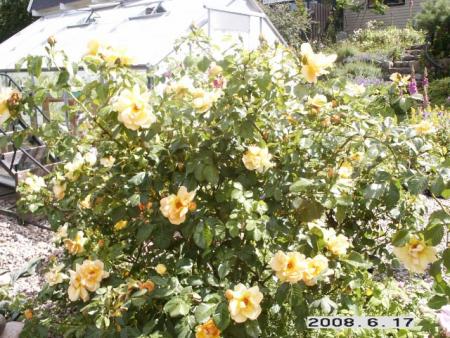 gallery_5956_2442_133378.jpg