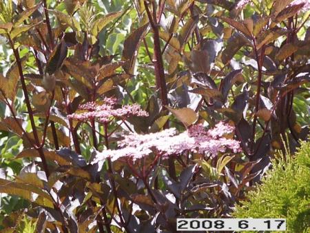 gallery_5956_2442_36446.jpg