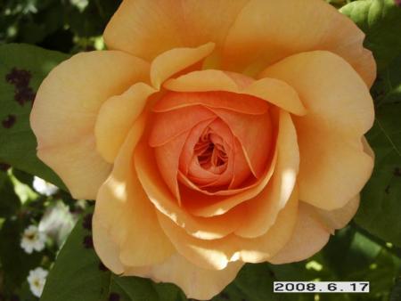 gallery_5956_2442_44813.jpg