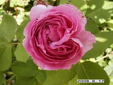 gallery_5956_2442_56479.jpg