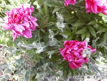 gallery_5956_2442_77111.jpg