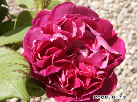 gallery_5956_2442_78912.jpg