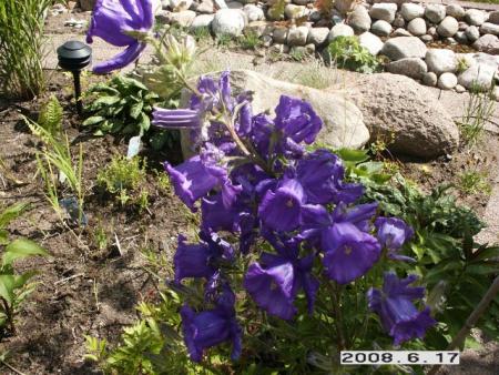 gallery_5956_2442_93715.jpg