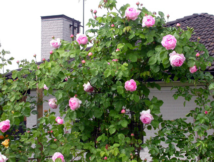 gallery_276_1250_55107.jpg