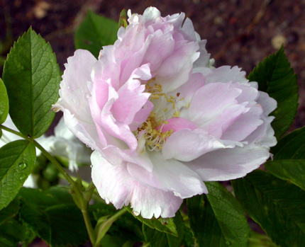 gallery_276_1645_54453.jpg