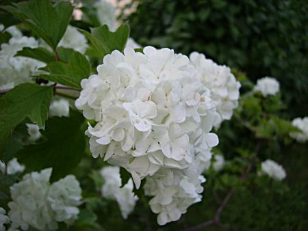 gallery_13447_1715_112647.jpg