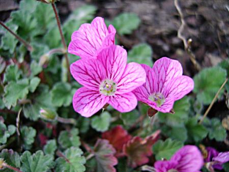 gallery_13447_1715_207517.jpg