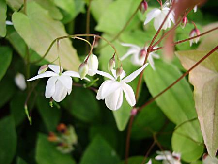 gallery_13447_1715_21010.jpg