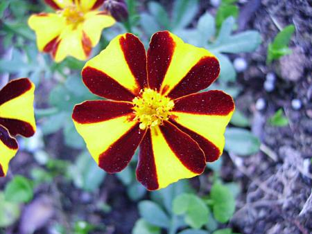 gallery_13447_1715_44175.jpg