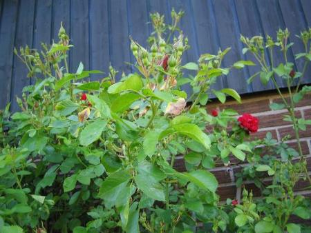 gallery_15433_2539_21576.jpg