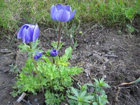 gallery_15433_2539_29655.jpg
