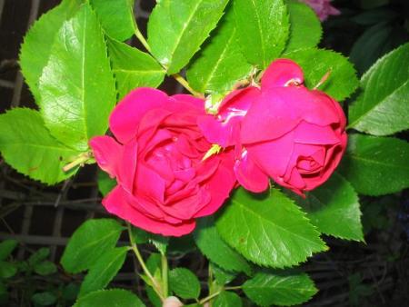gallery_15433_2539_37877.jpg