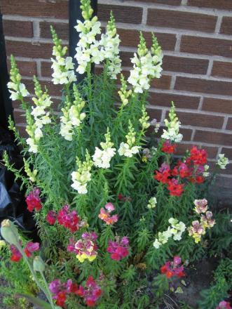 gallery_15433_2539_3797.jpg