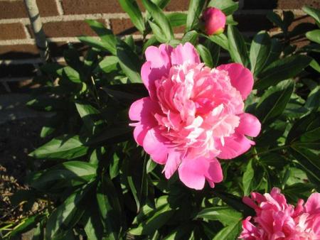gallery_15433_2539_60649.jpg