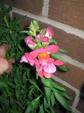 gallery_15433_2539_6363.jpg