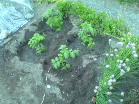 gallery_2895_2535_58325.jpg