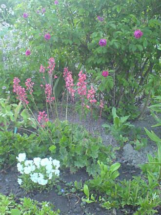 gallery_2895_2535_62327.jpg