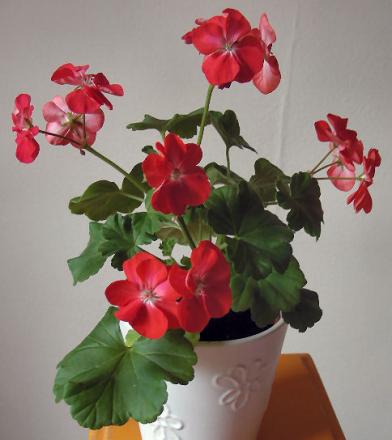 gallery_352_2076_2138.jpg