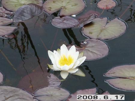 gallery_5956_1121_63535.jpg
