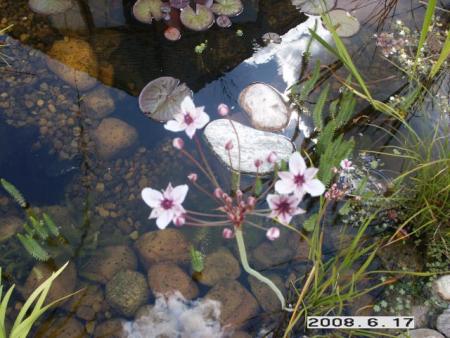 gallery_5956_1121_94859.jpg