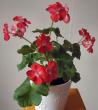 tn_gallery_352_2076_2138.jpg