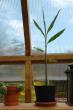 tn_gallery_4207_1963_33751.jpg