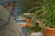 tn_gallery_4207_2139_101.jpg