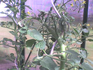 gallery_16114_2550_12865.jpg