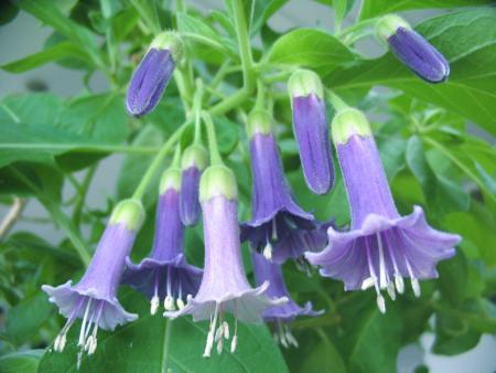 gallery_9916_2548_416765.jpg