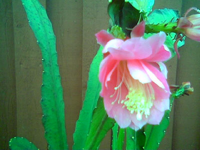 gallery_2460_1501_29987.jpg
